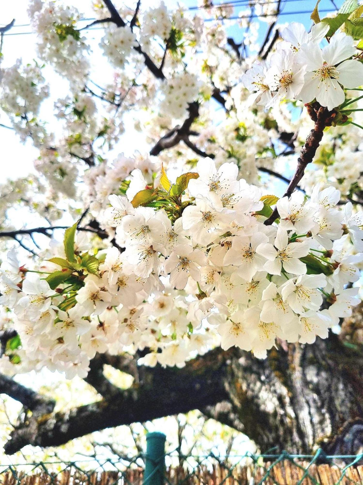 Albareilla By #Cherrygredos 埃尔阿雷纳尔 外观 照片
